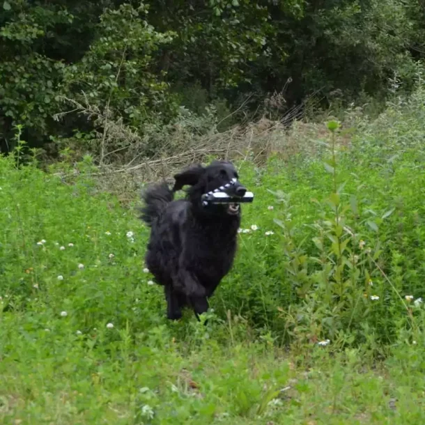  Avery Sporting Dog Hexabumper