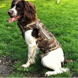  5 mm neopren hundevest fra Banded