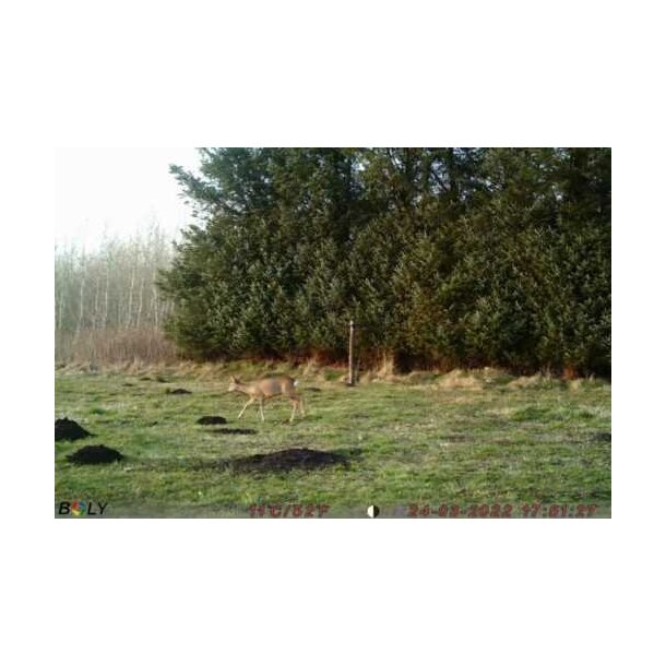 BG310-FP Vildtkamera