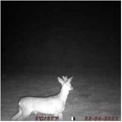 BG310-FP Vildtkamera