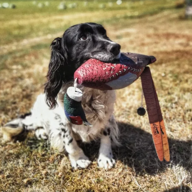  Avery Sporting Dog  Fasan