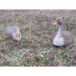 Lokkegs Grgs skal med flock 