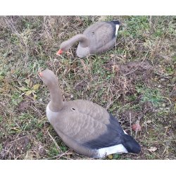 Lokkegs Grgs skal med flock 