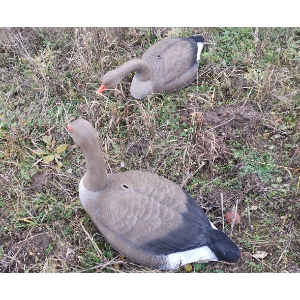 Lokkegs Grgs skal med flock 