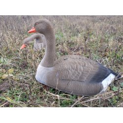 Lokkegs Grgs skal med flock 