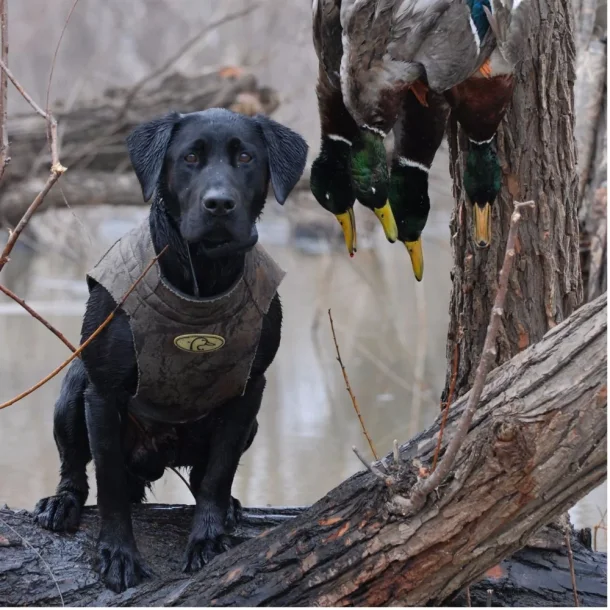  Neopren hundevest fra Avery