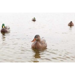 Lokkender Avian-X Grnder Open Water  6 stk.