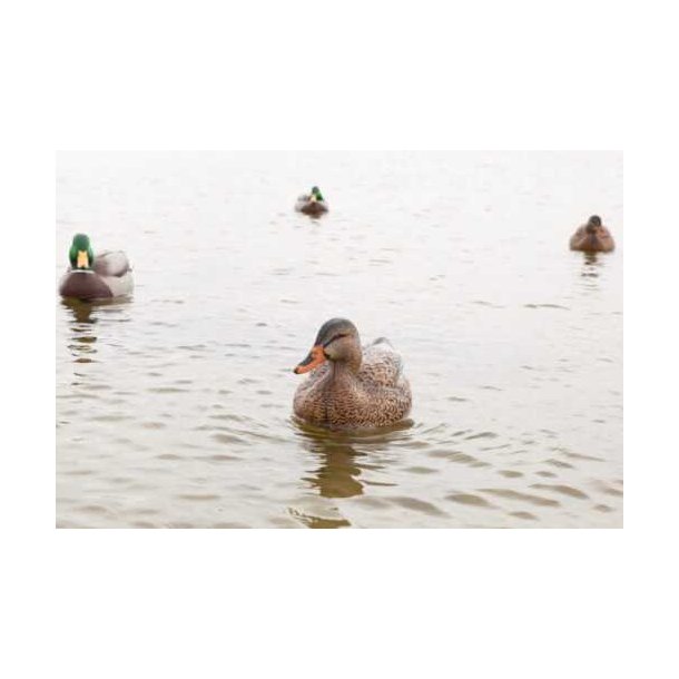 Lokkender Avian-X Grnder Open Water  6 stk.