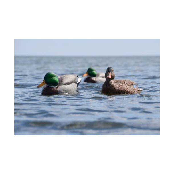 Lokkender Avian-X Grnder Open Water  6 stk.