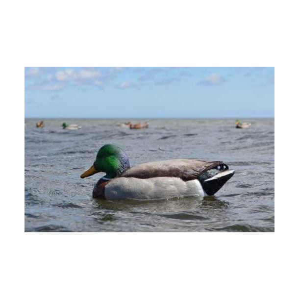 Lokkender Avian-X Grnder Open Water  6 stk.