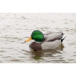 Lokkender Avian-X Grnder Open Water  6 stk.