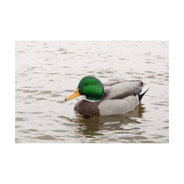 Lokkender Avian-X Grnder Open Water  6 stk.