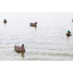 Lokkender Avian-X Grnder Open Water  6 stk.