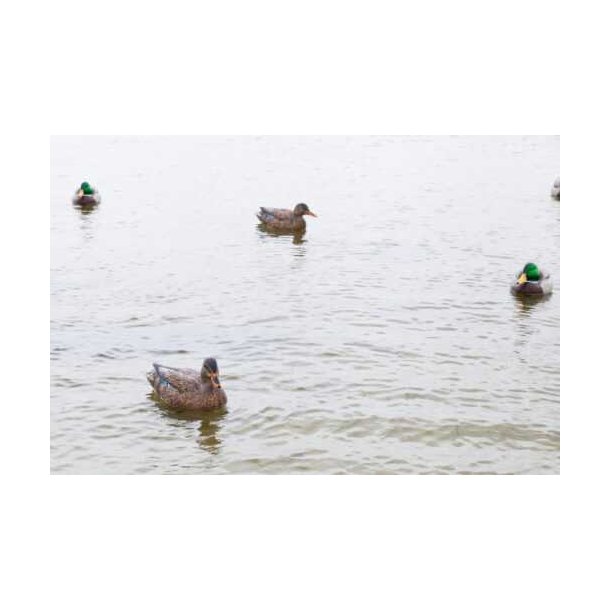 Lokkender Avian-X Grnder Open Water  6 stk.