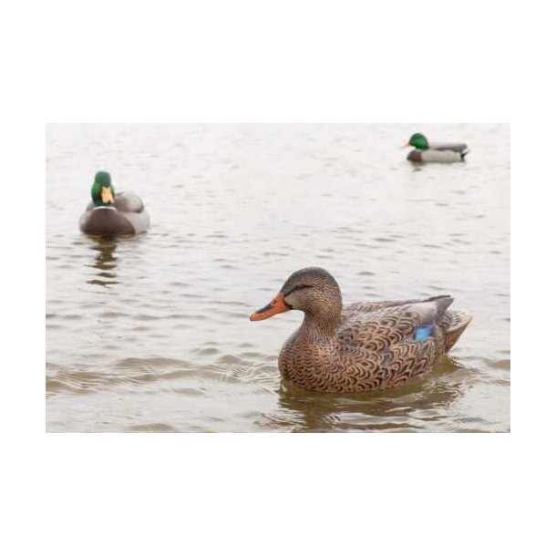 Lokkender Avian-X Grnder Open Water  6 stk.