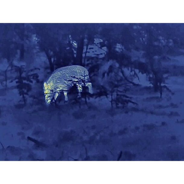 Steiner Nighthunter Termisk H35 hndholdt spotter