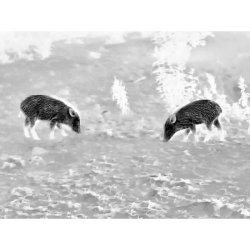 Steiner Nighthunter Termisk H35 hndholdt spotter