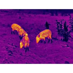 Steiner Nighthunter Termisk H35 hndholdt spotter