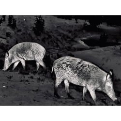 Steiner Nighthunter Termisk H35 hndholdt spotter