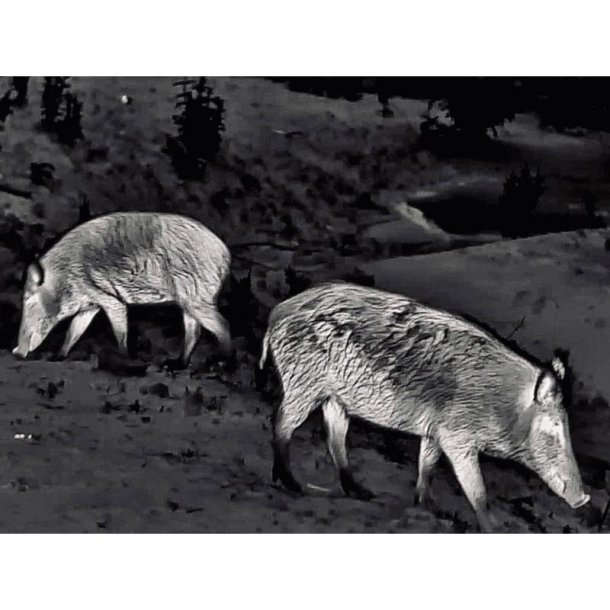 Steiner Nighthunter Termisk H35 hndholdt spotter