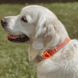 Siccaro Sealines Halsbnd - 100% Genanvendt Nylon