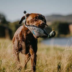 Grand Dummy til hundetrning