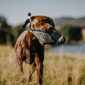 Grand Dummy til hundetrning