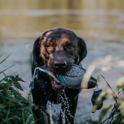 Grand Dummy til hundetrning
