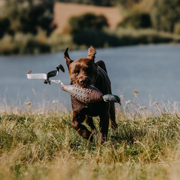 Fasan Dummy til hundetrning
