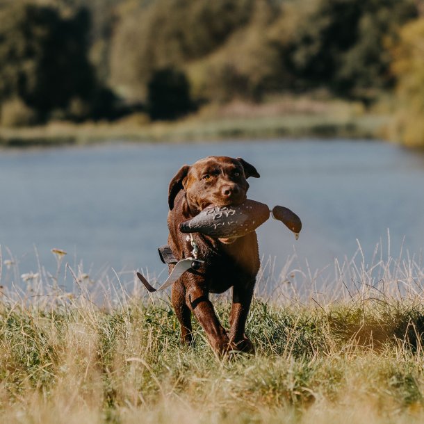 Fasan Dummy til hundetrning