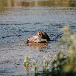 Fasan Dummy til hundetrning