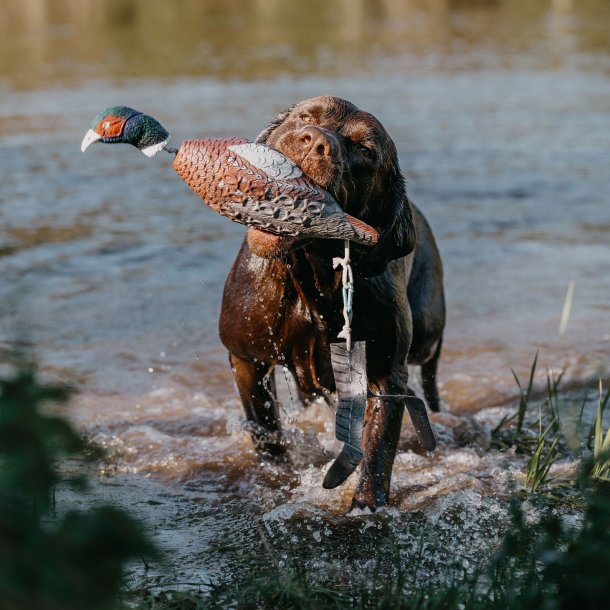 Fasan Dummy til hundetrning