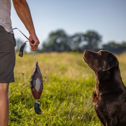 Fasan Dummy til hundetrning