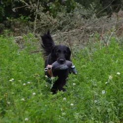  Avery Sporting Dog  Fasan