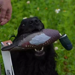  Avery Sporting Dog  Fasan