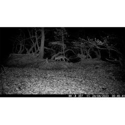 HIKmicro M15 4G Vildtkamera m/ Gratis MMS