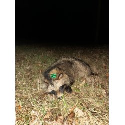 M�rhundeaften | 29. april 2026