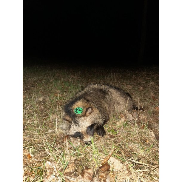 M�rhundeaften | 29. april 2026