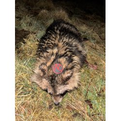 M�rhundeaften | 29. april 2026